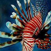 the lionfish sleeps tonight